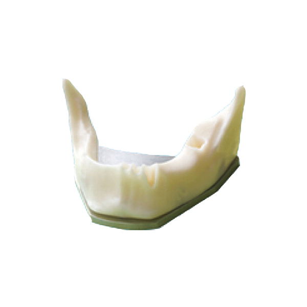 UM-Z8 Anatomically Shaped Bone Mandible for Implant Placement Practice