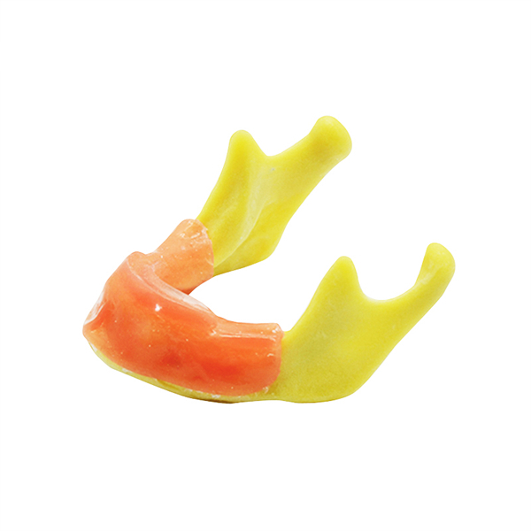 Um-z12 Anatomically Shaped Bone Mandible for Implant Placement Practice