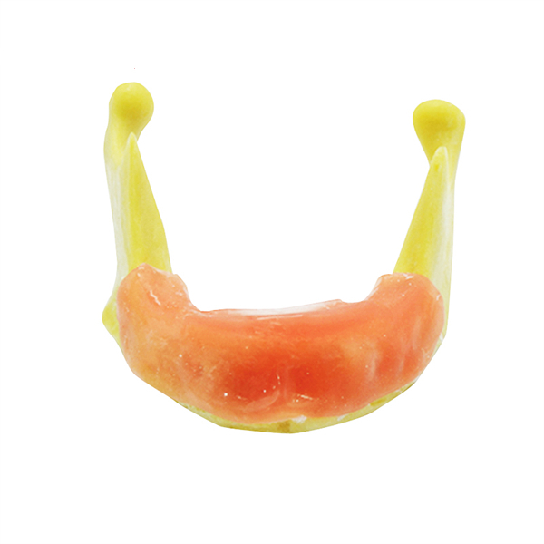Um-z12 Anatomically Shaped Bone Mandible for Implant Placement Practice