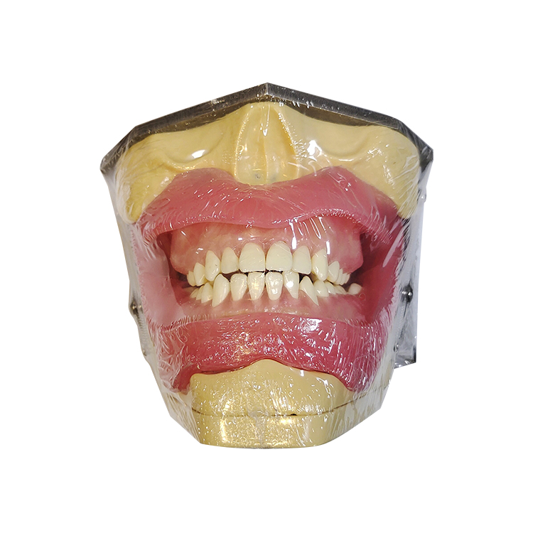 UM-L2 Model For Oral Anesthesia And Tooth Extraction