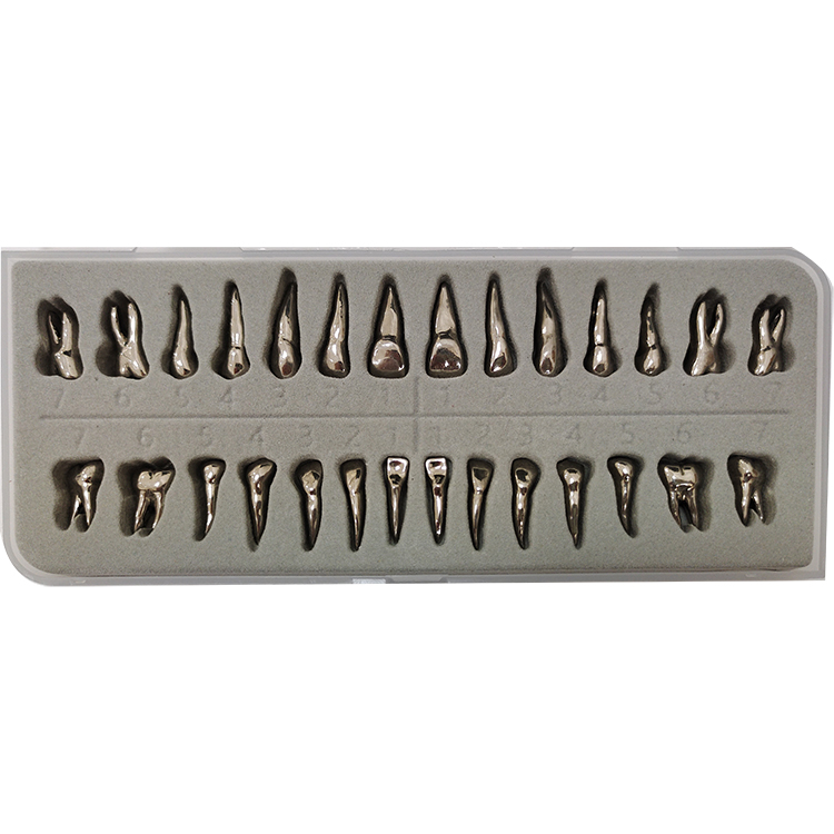 UM-D13 Morphology Of Metal Teeth