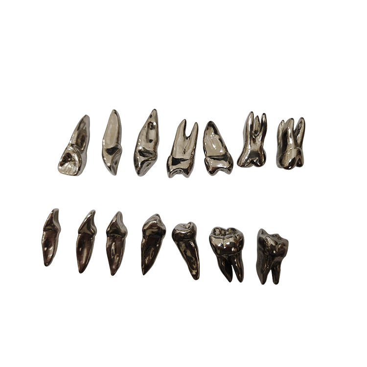 UM-D13 Morphology Of Metal Teeth