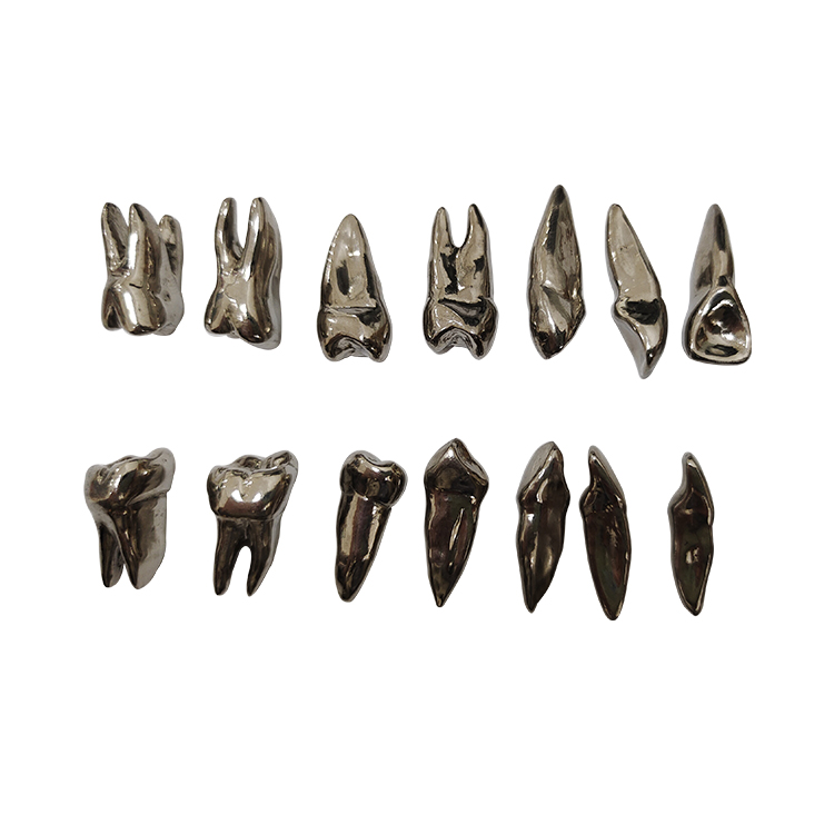 UM-D13 Morphology Of Metal Teeth