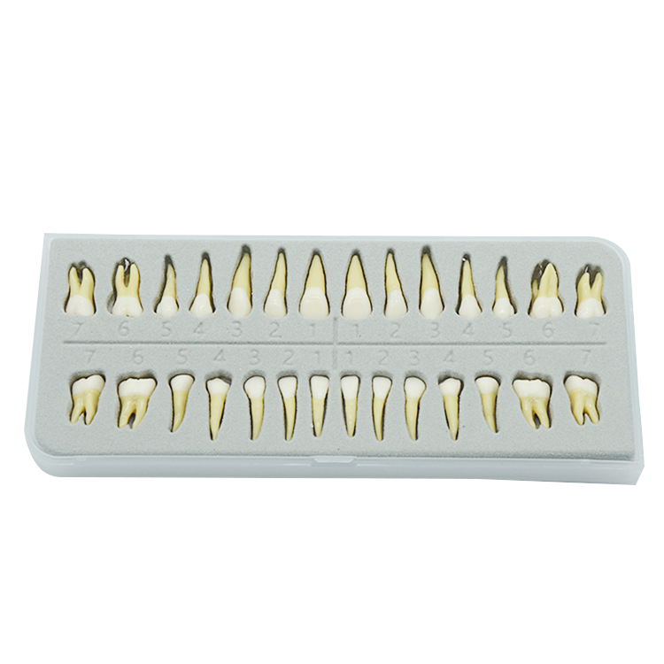 UM-C6 Permanent Teeth