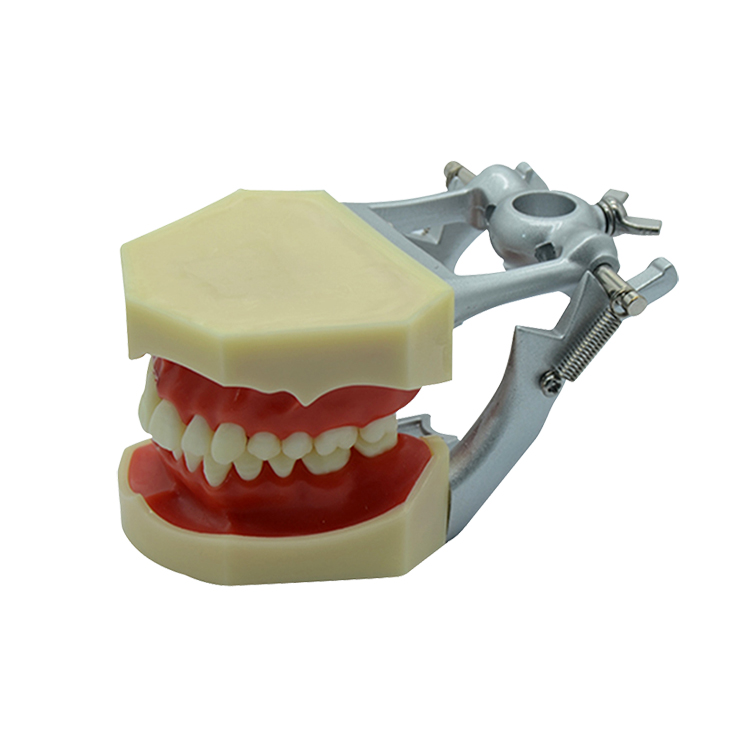 UM-4025 Periodontal Model